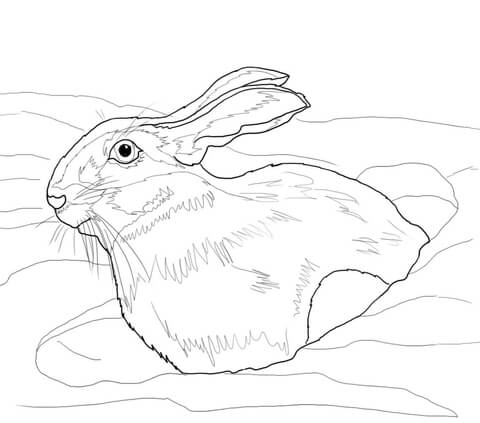 Snowshoe Hare In Snow Drift Coloring Page